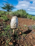 Podaxis pistillaris image