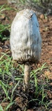 Podaxis pistillaris image