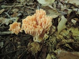 Ramaria neoformosa image