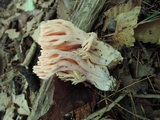 Ramaria neoformosa image