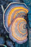 Microporus affinis image