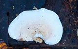 Microporus affinis image