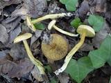 Tricholoma sulphureum image