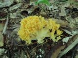 Ramaria flava image