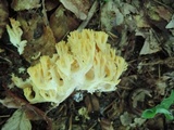 Ramaria flava image