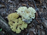 Ramaria flava image