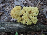 Ramaria flava image