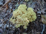 Ramaria flava image