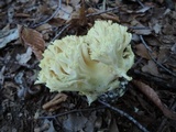 Ramaria flava image