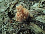 Ramaria neoformosa image