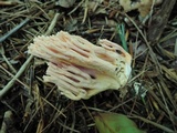 Ramaria neoformosa image