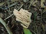 Ramaria neoformosa image