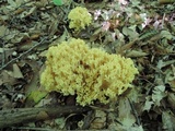 Ramaria flava image