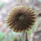 Heliocybe sulcata image