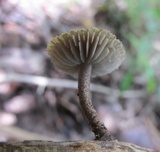Heliocybe sulcata image