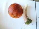 Boletus longicurvipes image
