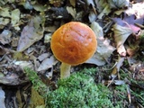 Boletus longicurvipes image