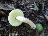 Boletus longicurvipes image