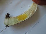 Boletus longicurvipes image