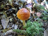 Boletus longicurvipes image