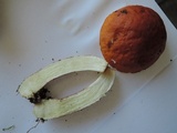 Boletus longicurvipes image