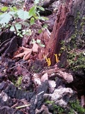 Calocera viscosa image