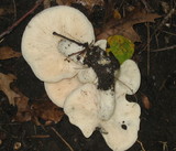 Hypsizygus marmoreus image