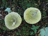 Russula heterophylla image