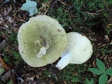 Russula heterophylla image