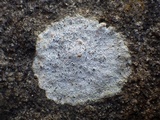 Diploschistes scruposus image