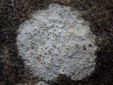 Diploschistes scruposus image
