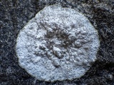 Dirina massiliensis image