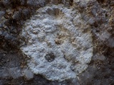Dirina massiliensis image