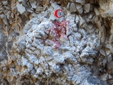 Dirina massiliensis image