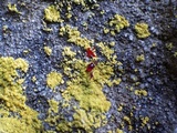 Candelariella vitellina image