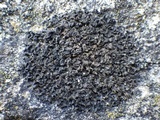Blennothallia crispa image