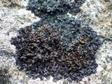 Leptogium schraderi image