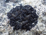 Collema auriforme image