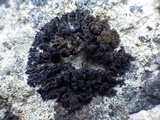 Collema auriforme image