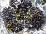 Collema auriforme image