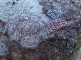 Arthonia cinnabarina image