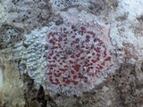 Arthonia cinnabarina image