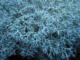 Cladonia rangiformis image