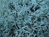 Cladonia rangiformis image