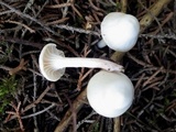 Cuphophyllus virgineus image