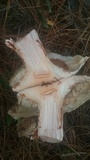 Tricholoma colossus image
