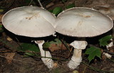 Agaricus silvicola image