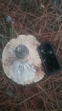 Tricholoma colossus image