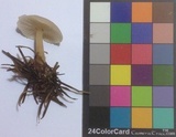 Clitocybe fragrans image