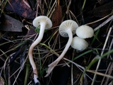 Hygrocybe russocoriacea image